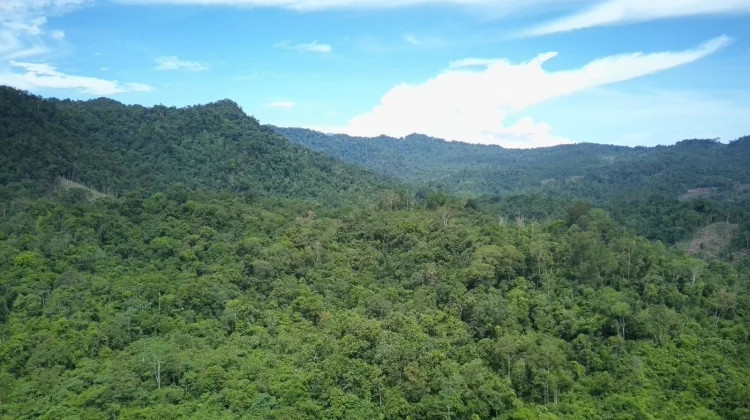 Status Hutan Lindung Bukit Sanggul Diturunkan, Benteng Ekologis Terancam