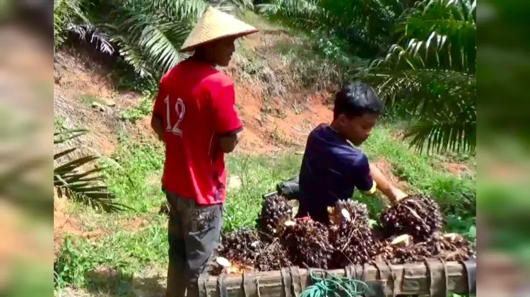 Pendaftaran Beasiswa SDM Sawit Resmi Ditutup