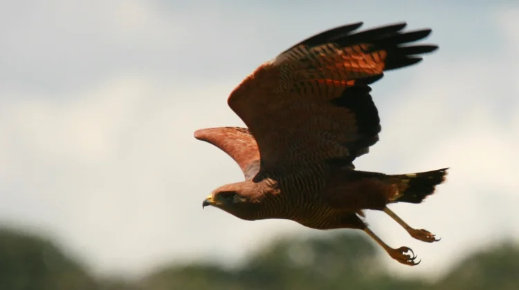 Savanna Hawk, Sang 'Pemburu Api' dari Sabana Amerika Selatan