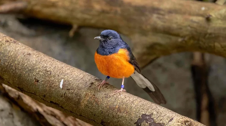 Murai Batu, Burung Kicau Asal Hutan Asia yang Kian Diminati Pecinta Burung