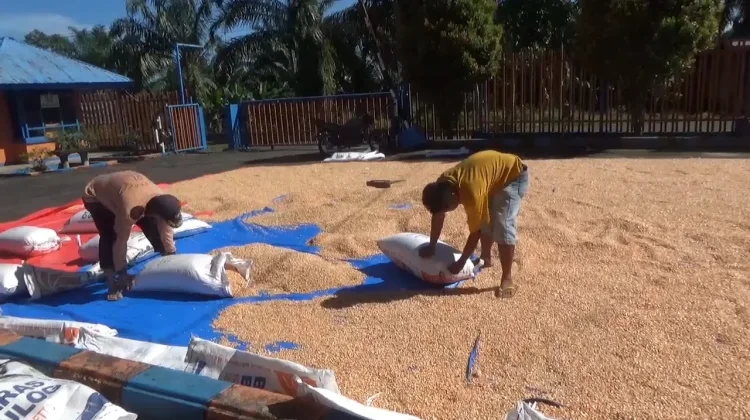 Serapan Beras dan Jagung di Bulog Alami Peningkatan