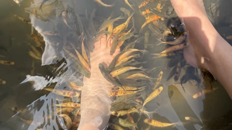 Terapi Ikan, Benarkah Bermanfaat bagi Kesehatan?