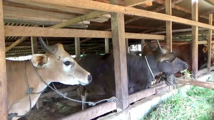 Bengkulu Utara Usulkan Bantuan 40 Ekor Ternak