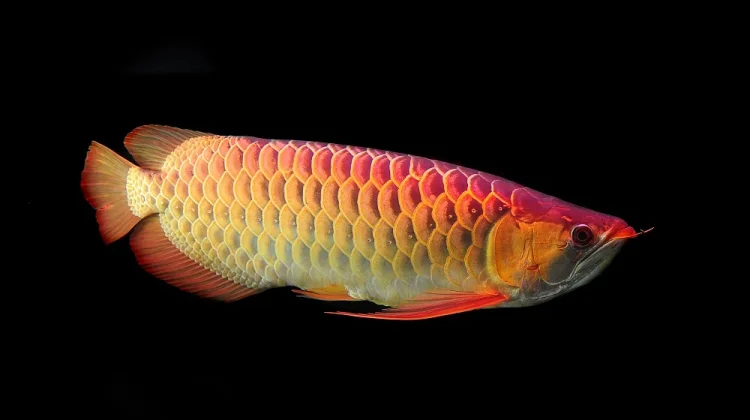 Ikan Arwana, Ikan Hias Eksotis yang Butuh Perawatan Tepat