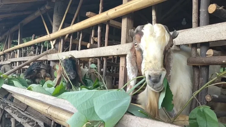 Berikut Manfaat Mengangandangkan Hewan Ternak