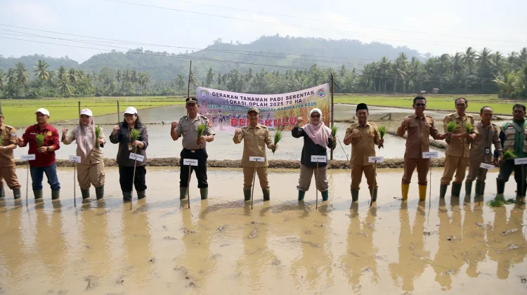 Desa Jawi Jadi Lokasi Gerakaran Tanam Padi Serentak di Kaur