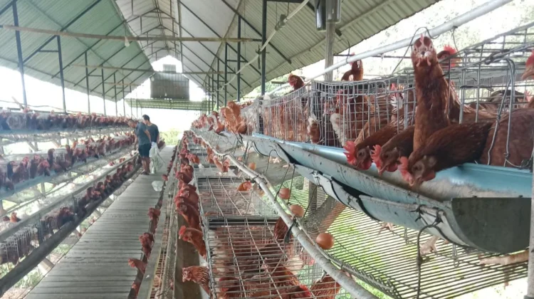 Penurunan Harga Telur Ayam Ras di Pulau Jawa, Belum Pengaruhi Peternak di Bengkulu