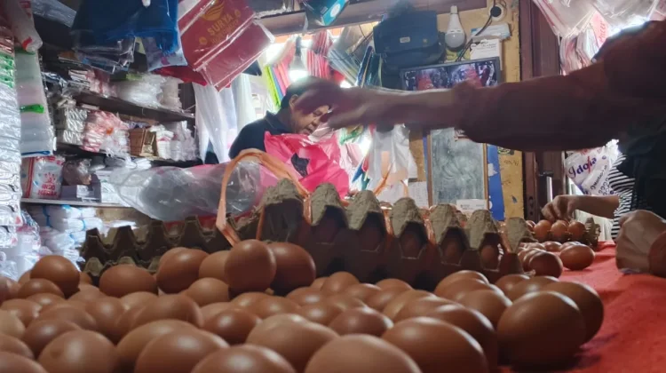 Harga Telur Ayam di Bengkulu Berangsur Turun
