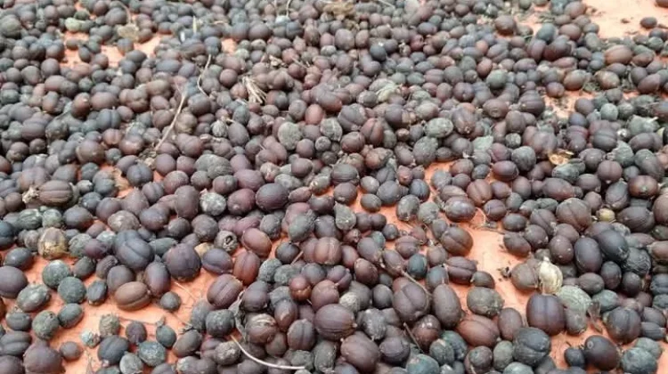 Kopi Bubuk Mahal, Warga Pilih Buat Sendiri