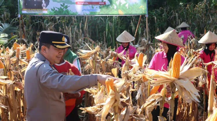 Polresta Bengkulu Panen Raya 3 Ton Jagung, Dukung Ketahanan Pangan Nasional