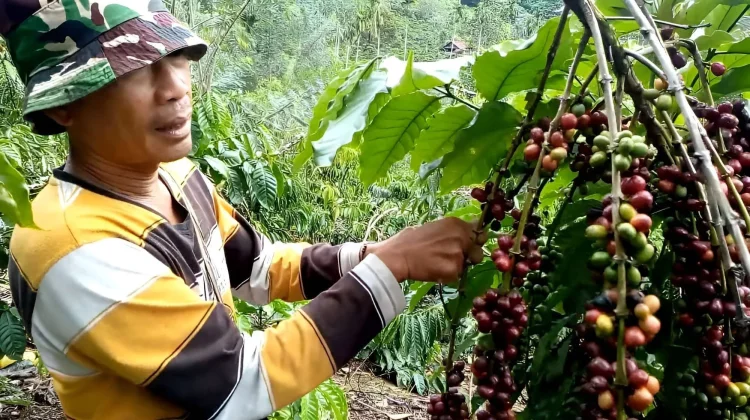 Nilai Tukar Petani Bengkulu Turun 2,52 Persen pada Juni 2026, Ini Pemicunya