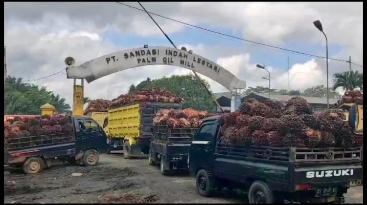 Update Harga TBS Kelapa Sawit di Bengkulu Utara Sedikit Alami Penurunan