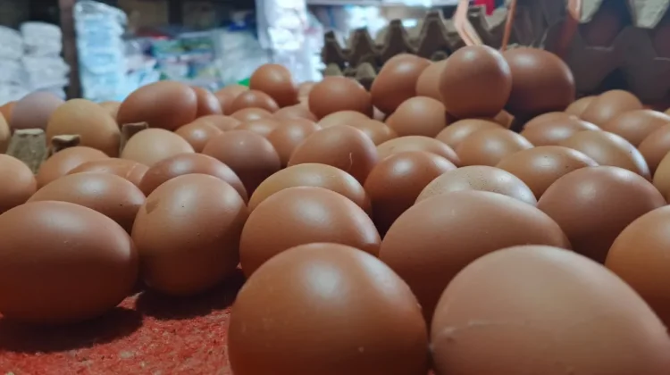 Harga Telur Mulai Turun, Kabar Baik yang Disyukuri Warga Bengkulu
