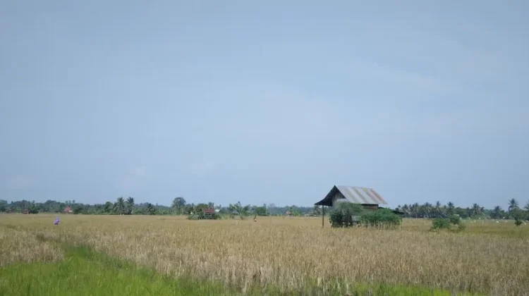 Bantuan Benih Padi Ringankan Biaya Produksi Petani Kota Bengkulu