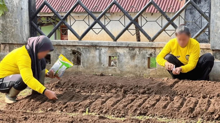 Ketahanan Pangan, Lapas Perempuan Bengkulu Optimalkan Lahan