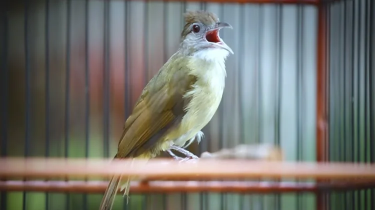 Pengen Punya Burung Kapas Tembak Yang Juara?
