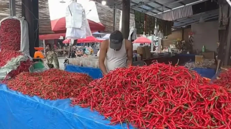 Pasokan Aman, Harga Cabai di Pasar Panorama Stabil