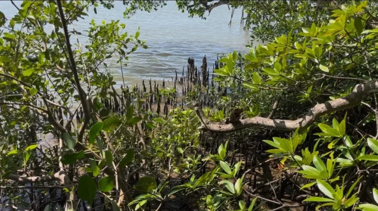Mangrove Sungai Jenggalu Kito Jadi Penyangga Ekosistem Pesisir Bengkulu