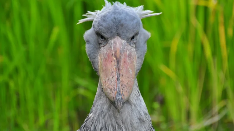 Tragedi di Balik Sarang Rawa: Kisah Kelam Persaingan Saudara Burung Shoebill