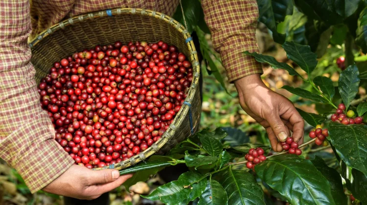 Dari Aceh hingga Lampung, Ini 5 Kopi Terbaik Indonesia