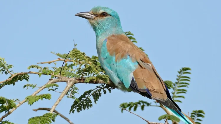 Pesona Tiong Lampu: Burung Cantik Bermahkota Cahaya di Alam Liar