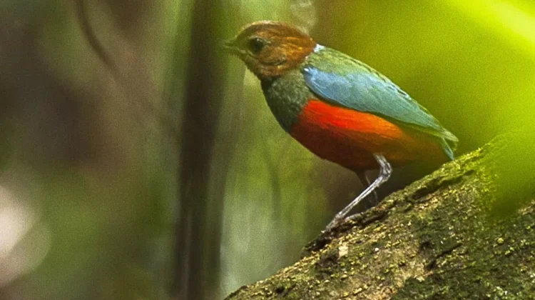Kisah Philippine Pitta, Si Pemburu Serangga di Balik Serasah Hutan