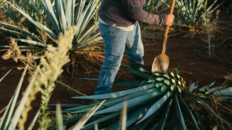 Banyak yang Salah Paham, Tequila Bukan Berasal dari Buah Ini