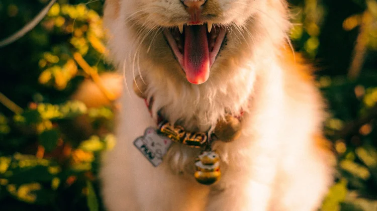 Kucing Mengeong, Apa Saja Kemungkinan Penyebabnya?