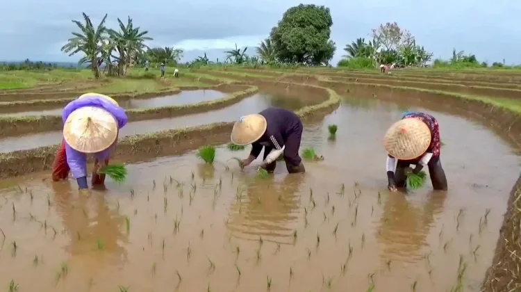 Musim Tanam Kedua, Petani di Kemumu Beharap Adanya Perbaikan Aliran Irigasi