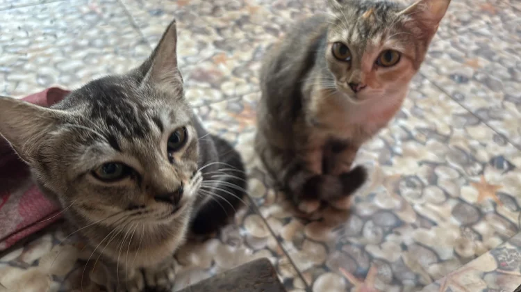 Pentingnya Vaksin Kucing untuk Mencegah Penyakit Menular