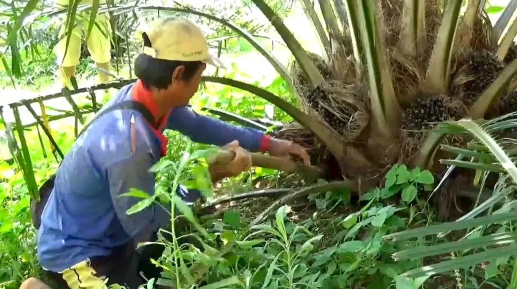 Petani Kelapa Sawit Swadaya Didorong  Tingkatkan Kualitas Buah