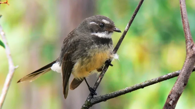 Burung Kipasan Kebun: Si "Penari Centil" dari Hutan Indonesia Timur