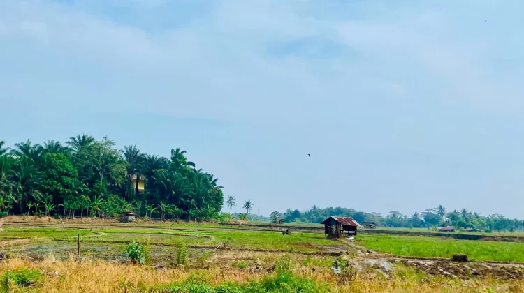 Kemarau Hambat Musim Tanam, Petani Bengkulu Kesulitan Peroleh Air Irigasi