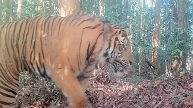 Global Tiger Day, Lingkar Inisiatif dan Tiger Heart Intensifkan Patroli