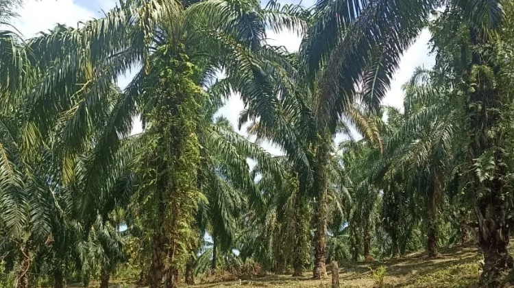 Pemupukan Sawit di Musim Kemarau Perlu Strategi Tepat agar Tetap Efektif