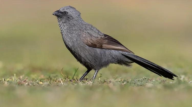 Mengenal Apostlebird: Burung Unik Asal Australia yang Hidup Berkelompok
