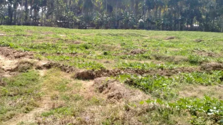 Musim Kemarau, Petani Semangka Terancam Merugi