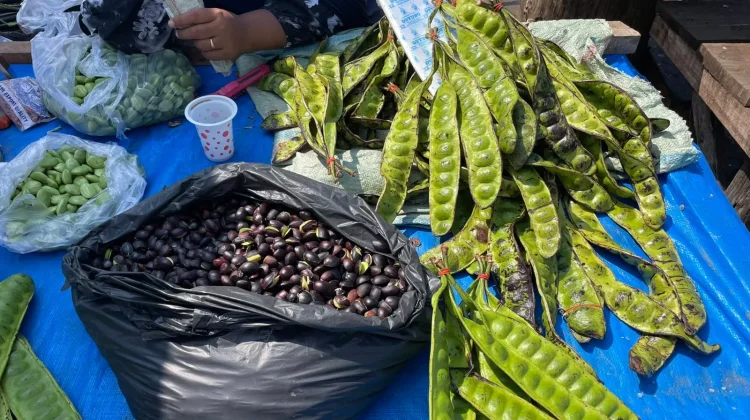 Musim Panen, Harga Petai dan Kabau di Bengkulu Turun