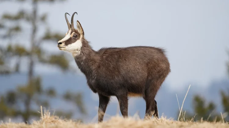 Chamois: Sang Master Panjat Tebing Nan Gesit dari Pegunungan Alpen