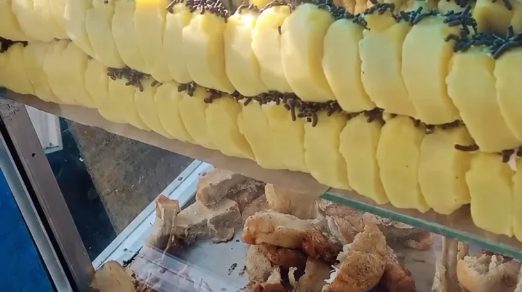 Kue Pukis Legendaris PTM Bengkulu Tetap Eksis di Tengah Gempuran Jajanan Modern