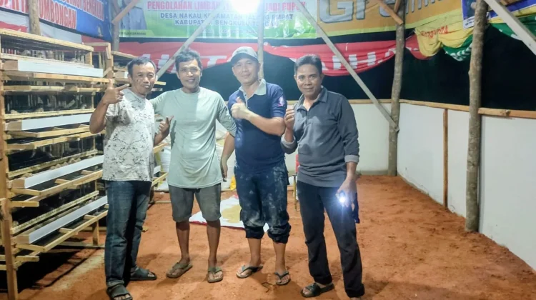 Peluang Besar Usaha Peternakan Puyuh di Bengkulu