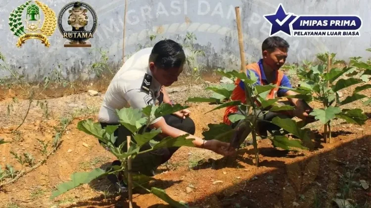 Rutan Kelas IIB Manna Terus Optimalkan Lahan Brandgang