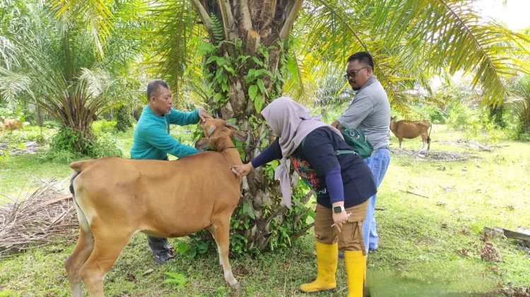 Dinas Pertanian Bengkulu Selatan Imbau Warga Jaga Kesehatan Ternaknya