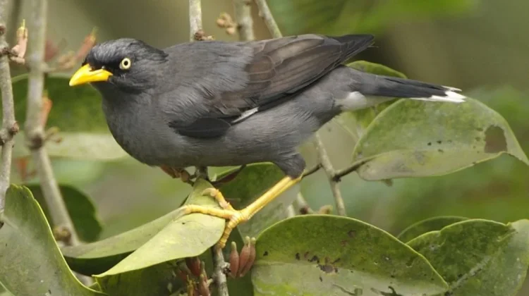 Mengenal Jalak Kebo: Burung Cerdas dan Tangguh yang Jago Beradaptasi