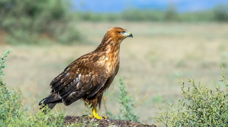 Menyingkap Pesona Buzzard Kaki Panjang, Burung Pemangsa Unik Penguasa Stepa