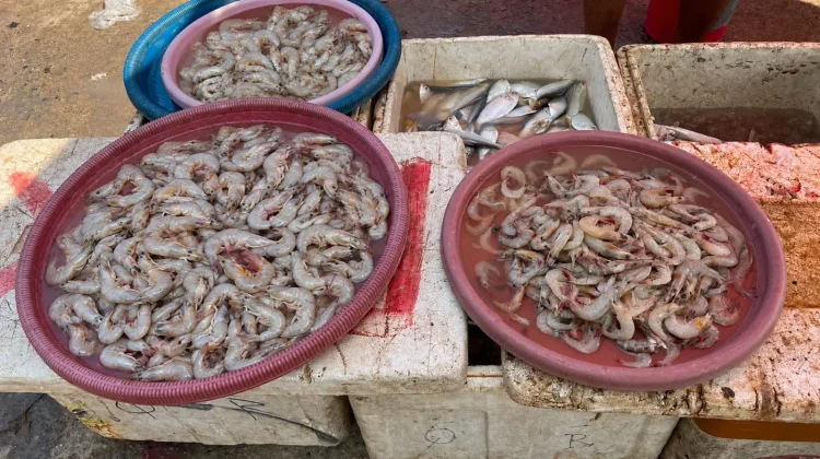 Cuaca Jadi Penentu Harga Udang di Pasar Pulau Baai