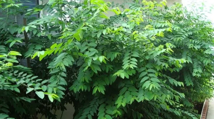Daun Katuk, Sayuran Hijau yang Kaya Nutrisi dan Baik untuk Melengkapi Pola Makan