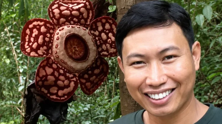 Rafflesia Hasseltii Kembali Mekar di Hutan Bukit Balai Rejang