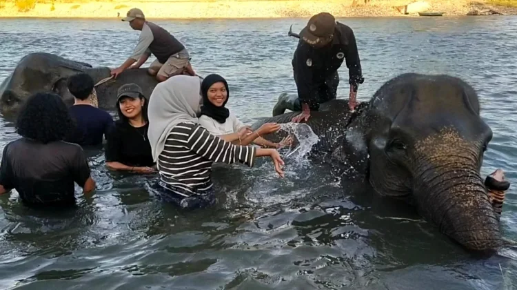 Lestarikan Habitat dan Lindungi Gajah Seblat Melalui Global Elephant Day