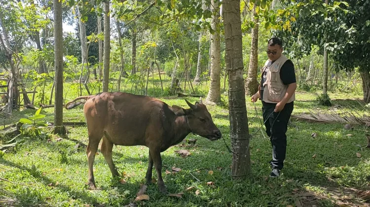 Berikut Penyakit Hewan Ternak yang Menyebabkan Kerugian